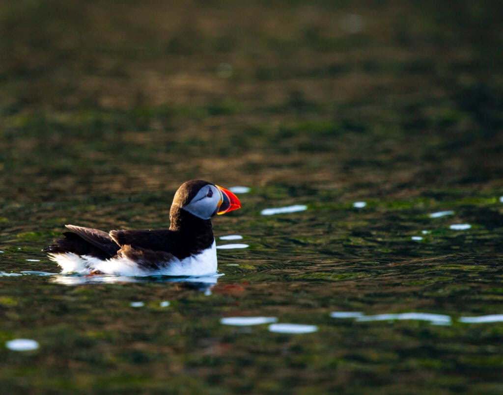 a puffin in the water seen from the dingle sea safari tour