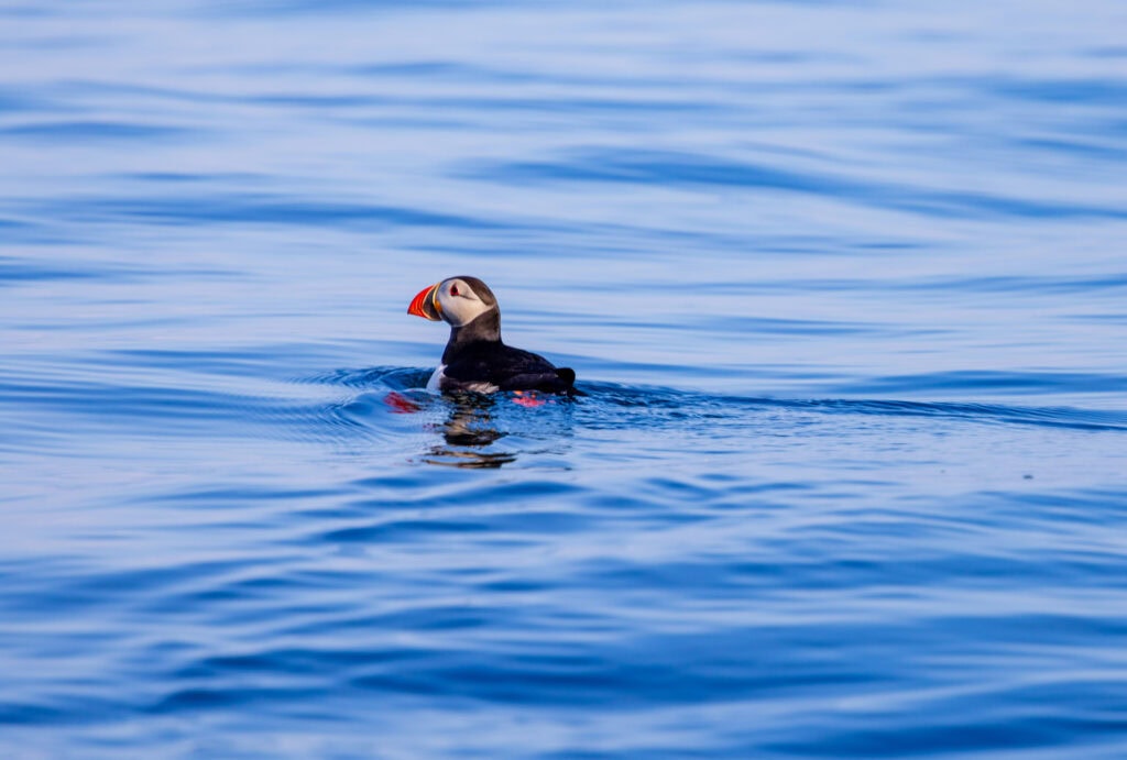 a puffin in the water seen from the dingle sea safari tour