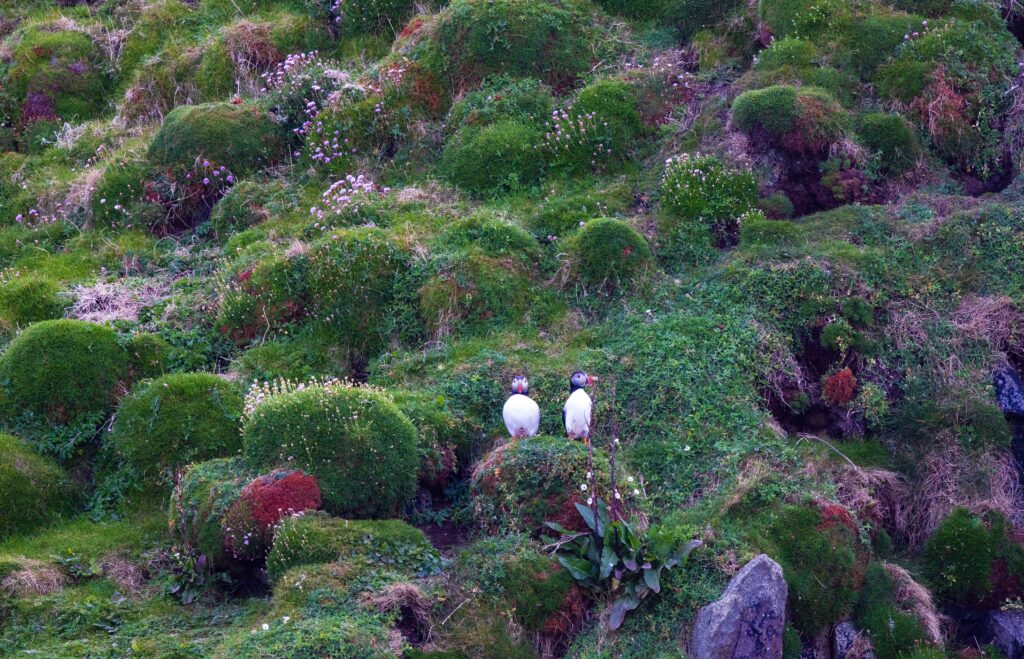 two puffins sit on grassy rocks on the cliffs of the blasket islands in ireland