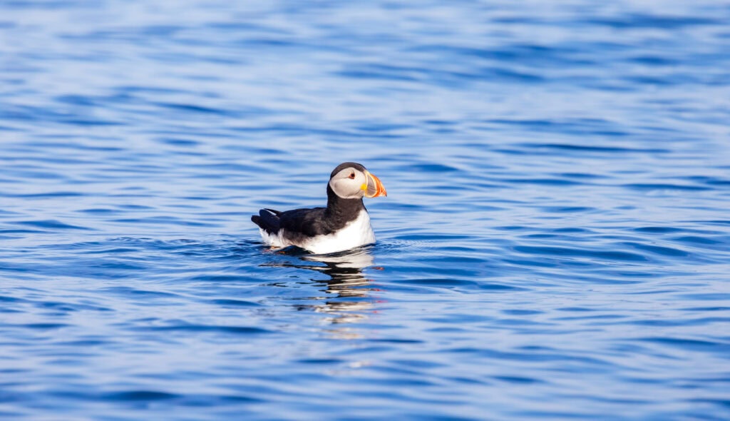 a puffin in the water seen from the dingle sea safari tour