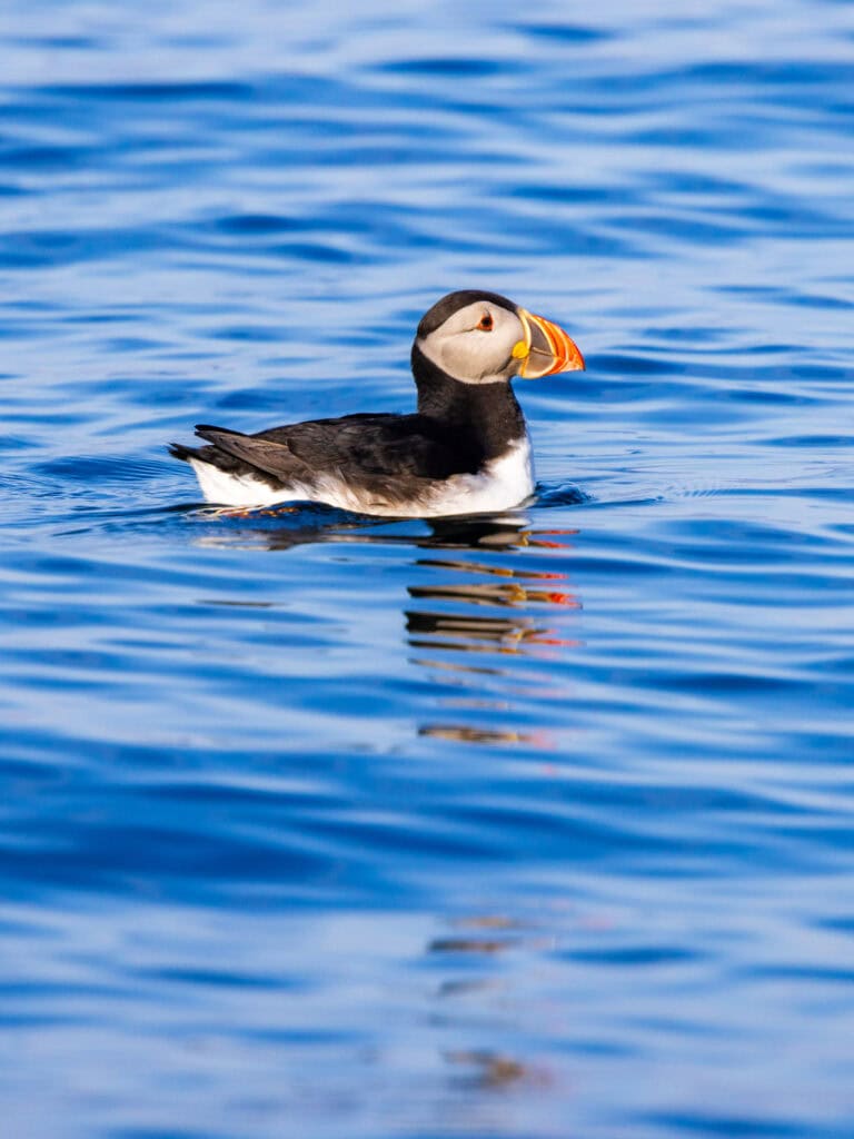 a puffin in the water seen from the dingle sea safari tour