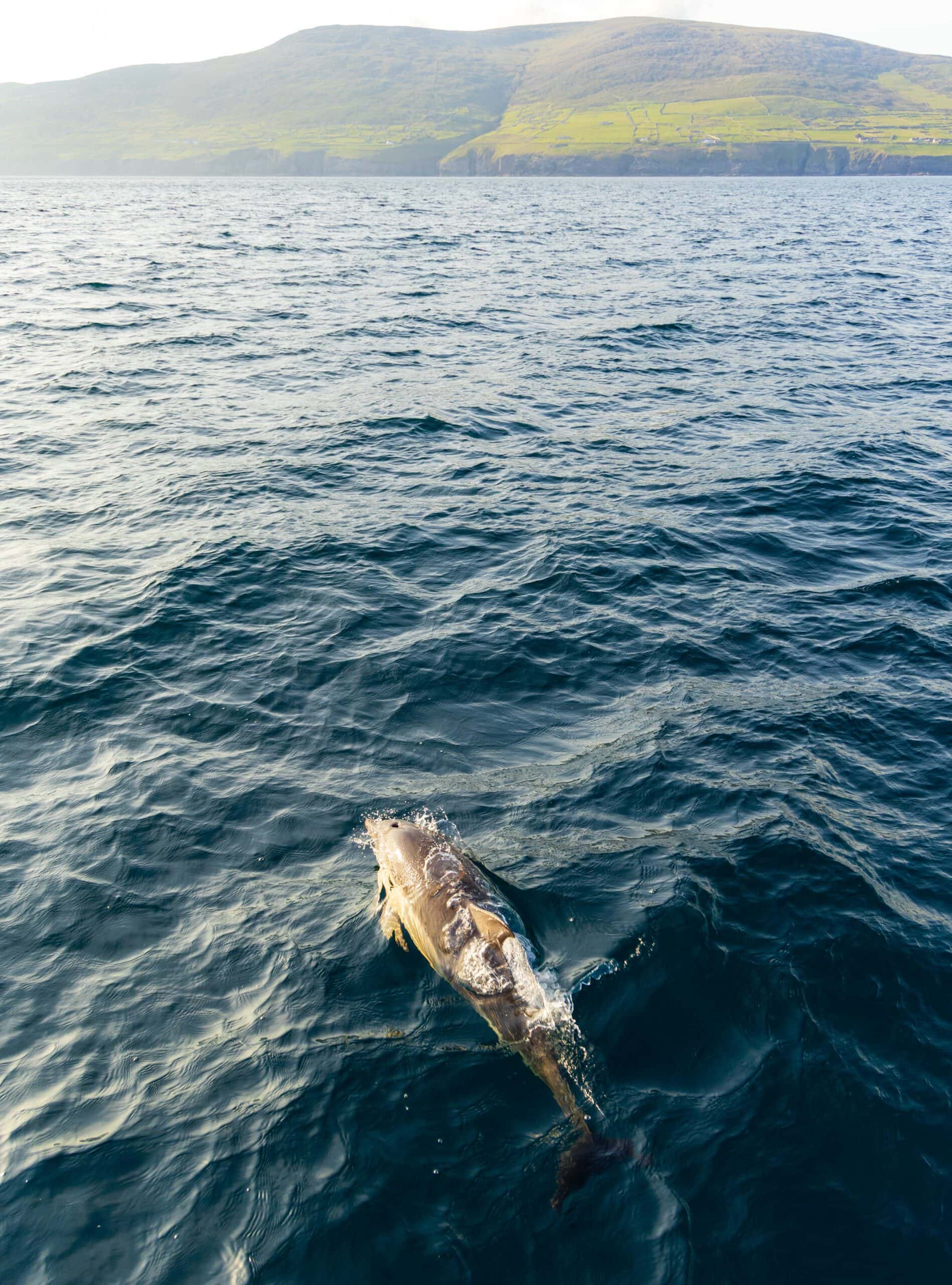a dolphin swims in front of our tour boat during the sea safari from dingle