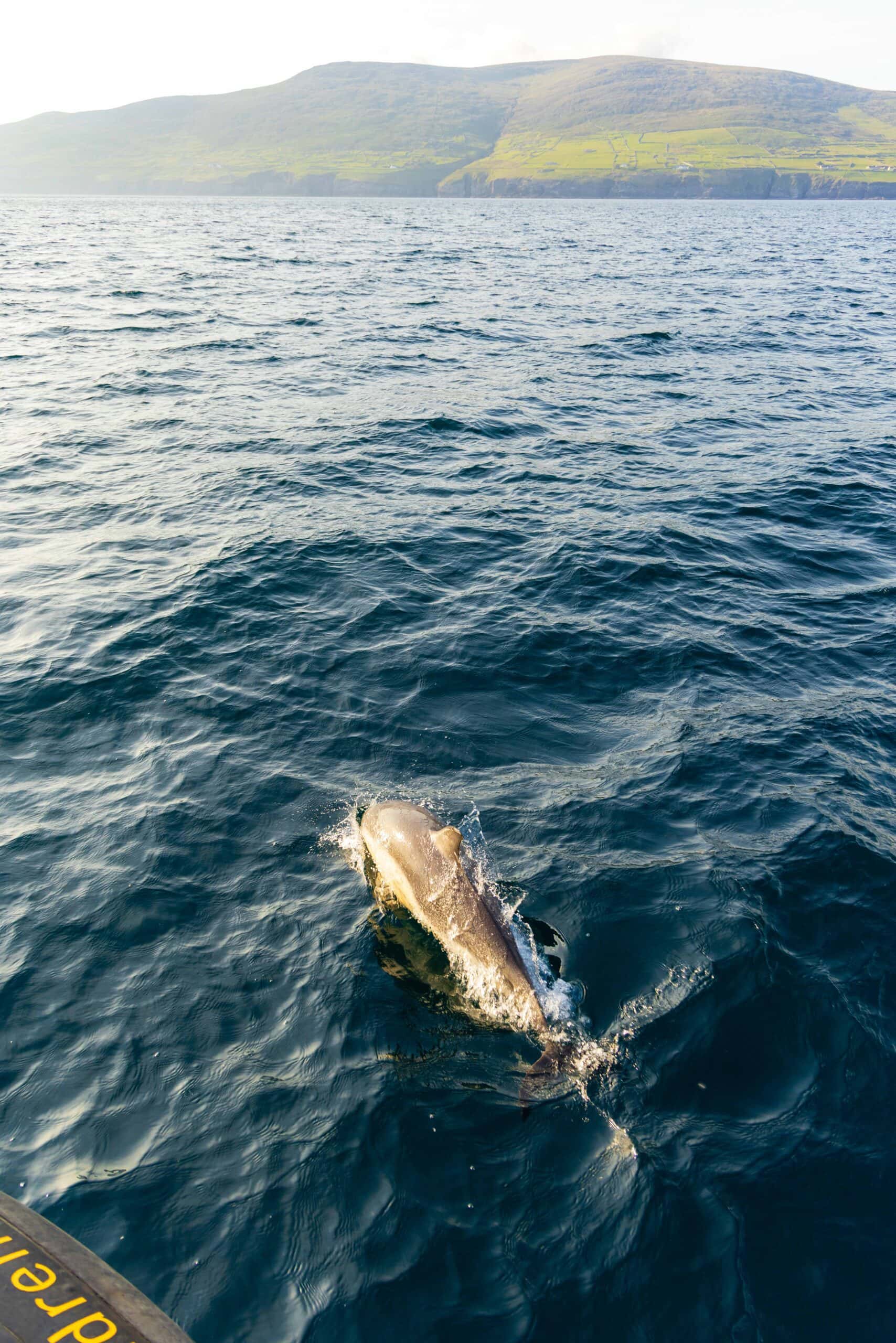a dolphin swims in front of our tour boat during the sea safari from dingle