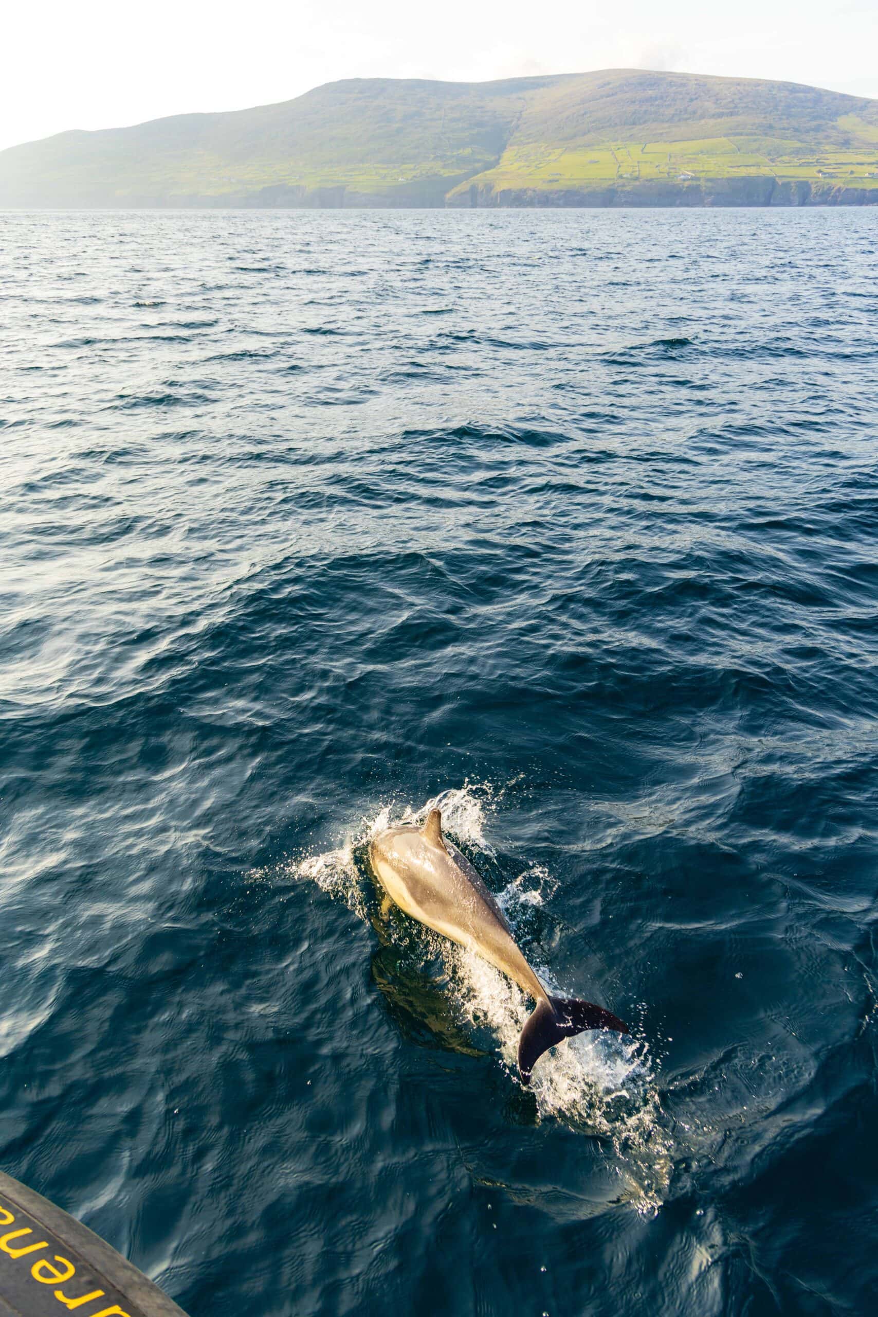 a dolphin swims in front of our tour boat during the sea safari from dingle