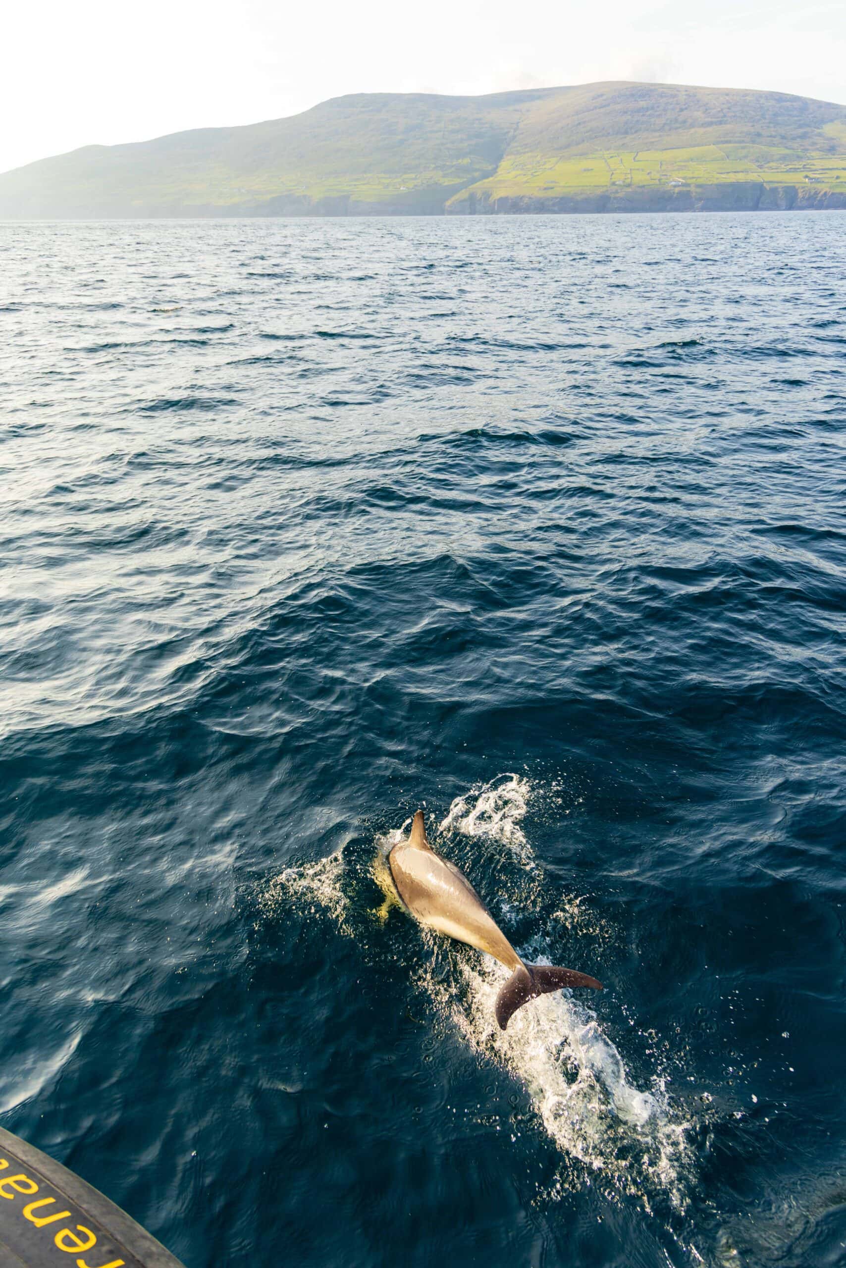 a dolphin swims in front of our tour boat during the sea safari from dingle