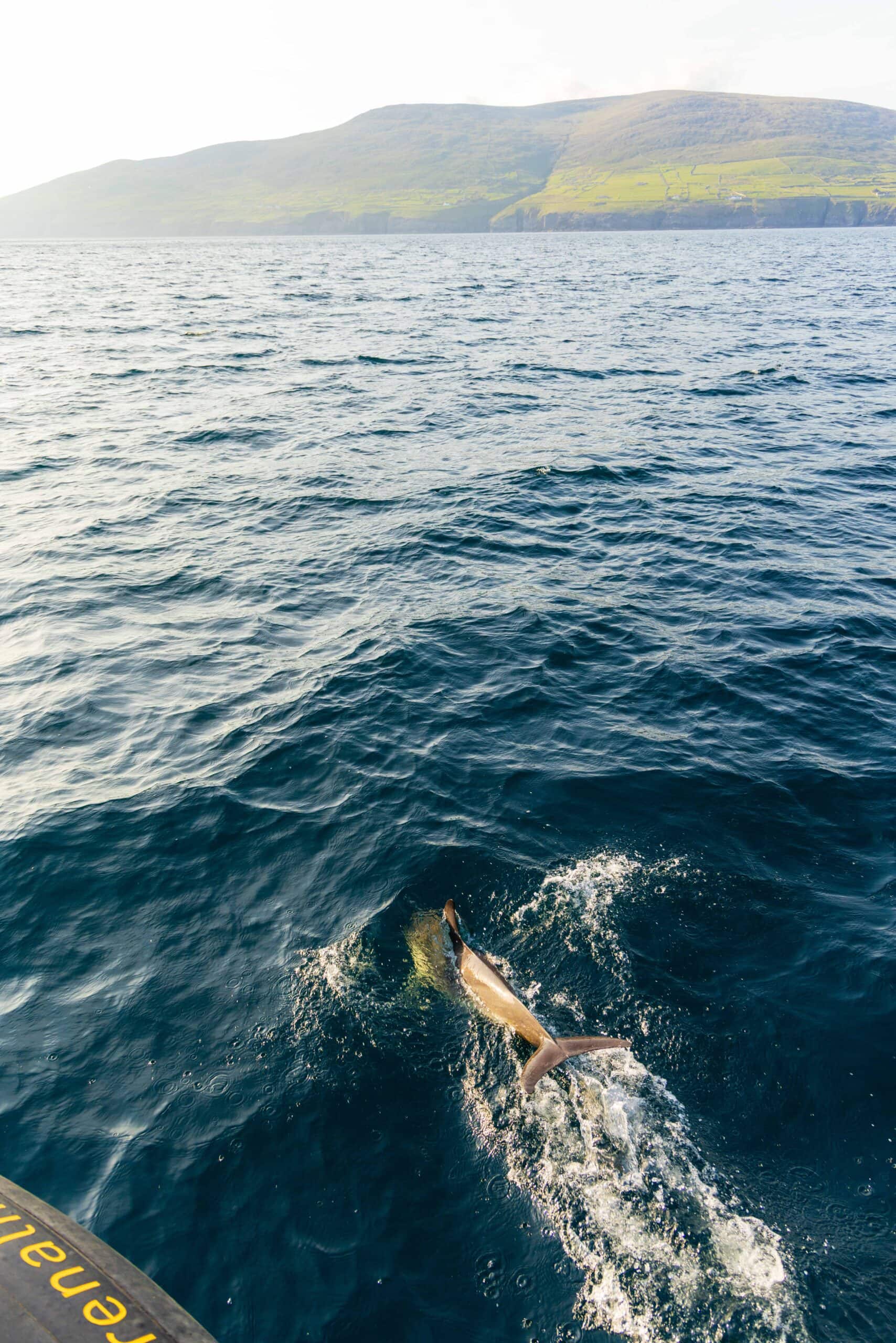 a dolphin swims in front of our tour boat during the sea safari from dingle