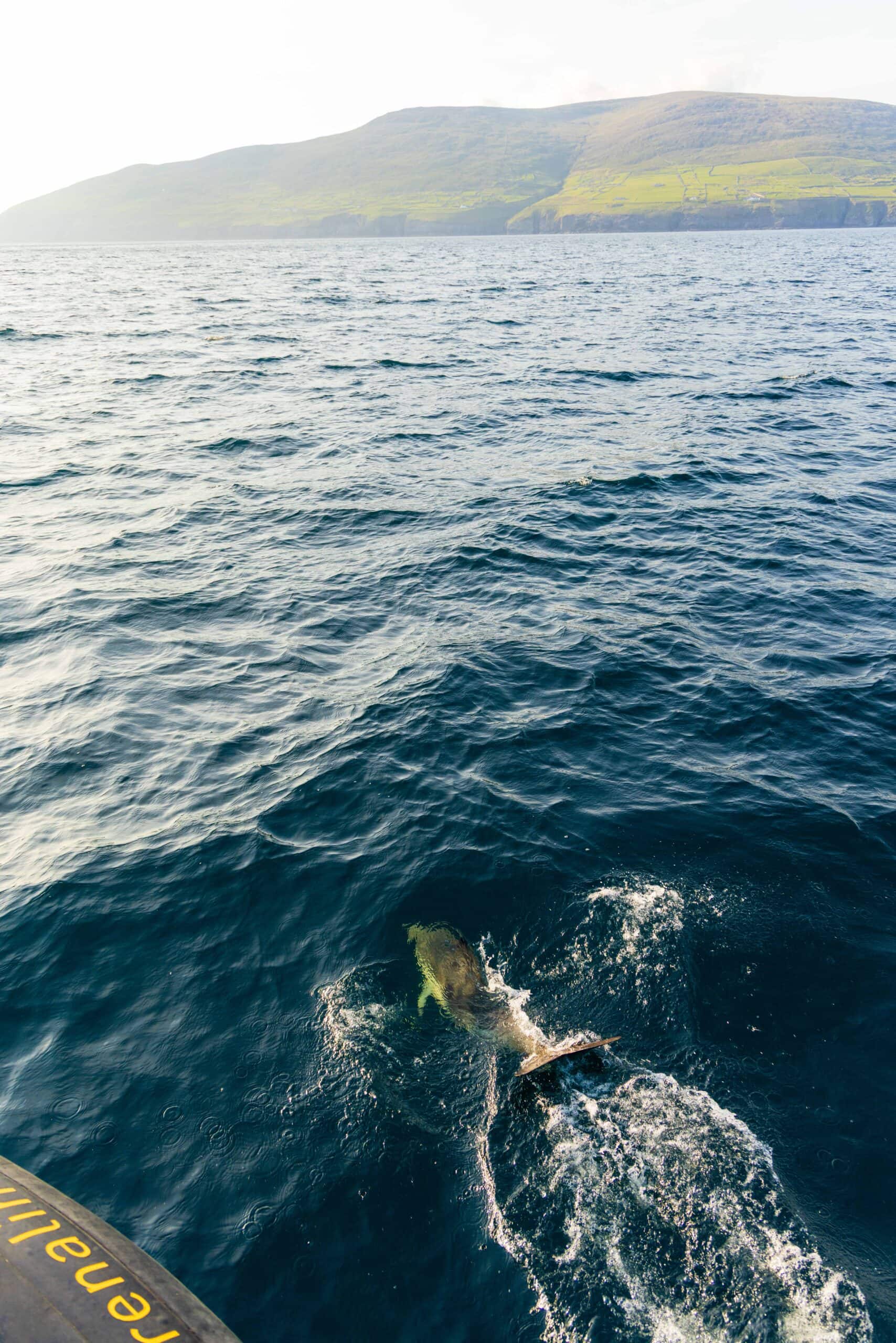 a dolphin swims in front of our tour boat during the sea safari from dingle