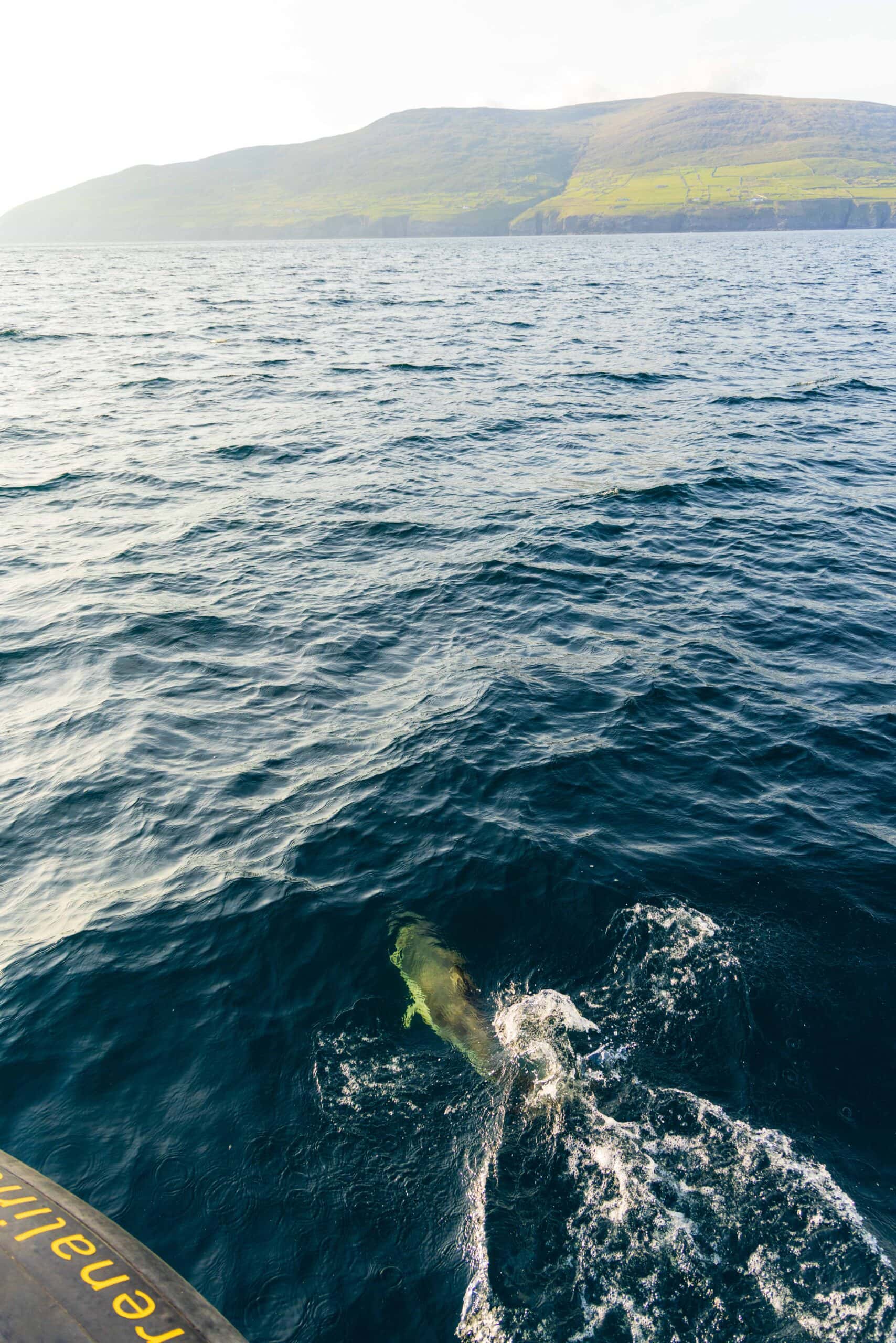 a dolphin swims in front of our tour boat during the sea safari from dingle