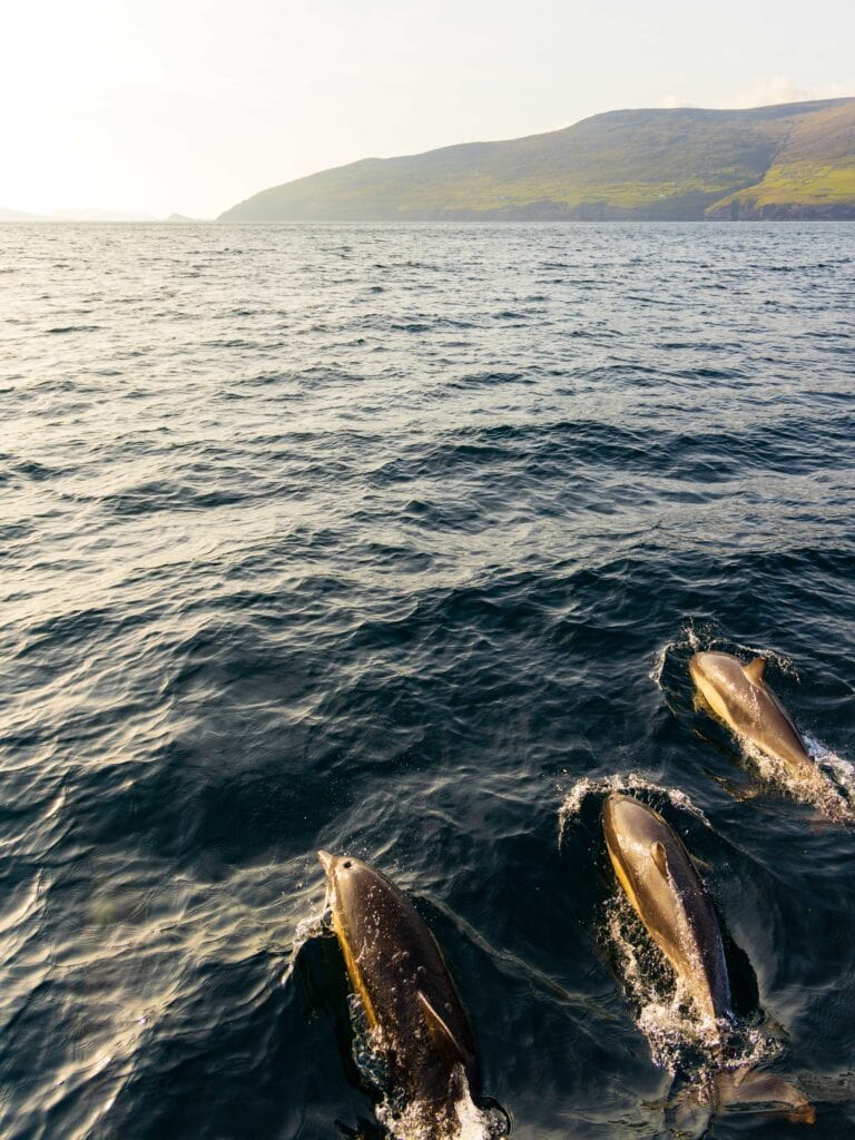 a dolphin swims in front of our tour boat during the sea safari from dingle