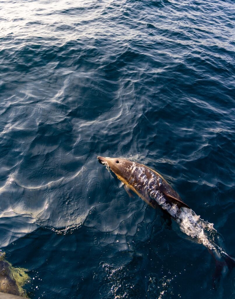 a dolphin swims in front of our tour boat during the sea safari from dingle