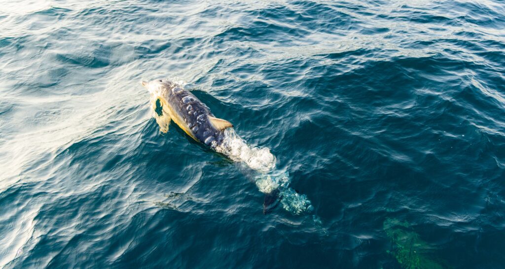 a dolphin swims in front of our tour boat during the sea safari from dingle
