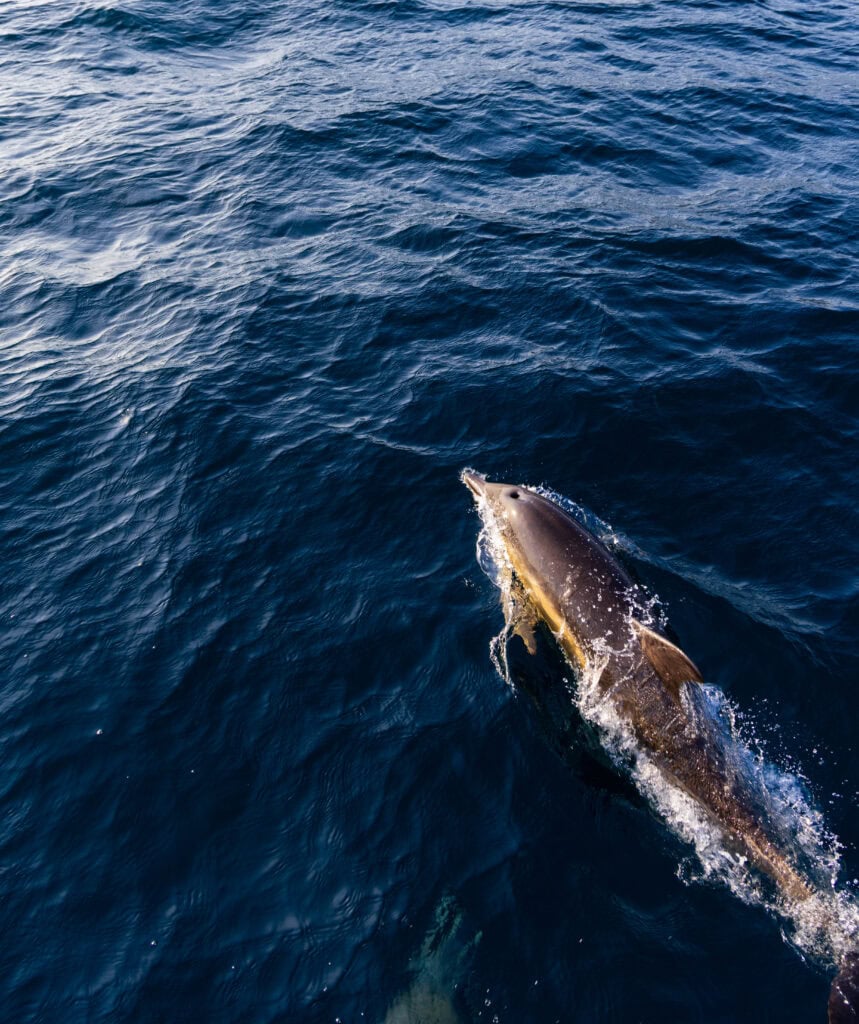 a dolphin swims in front of our tour boat during the sea safari from dingle