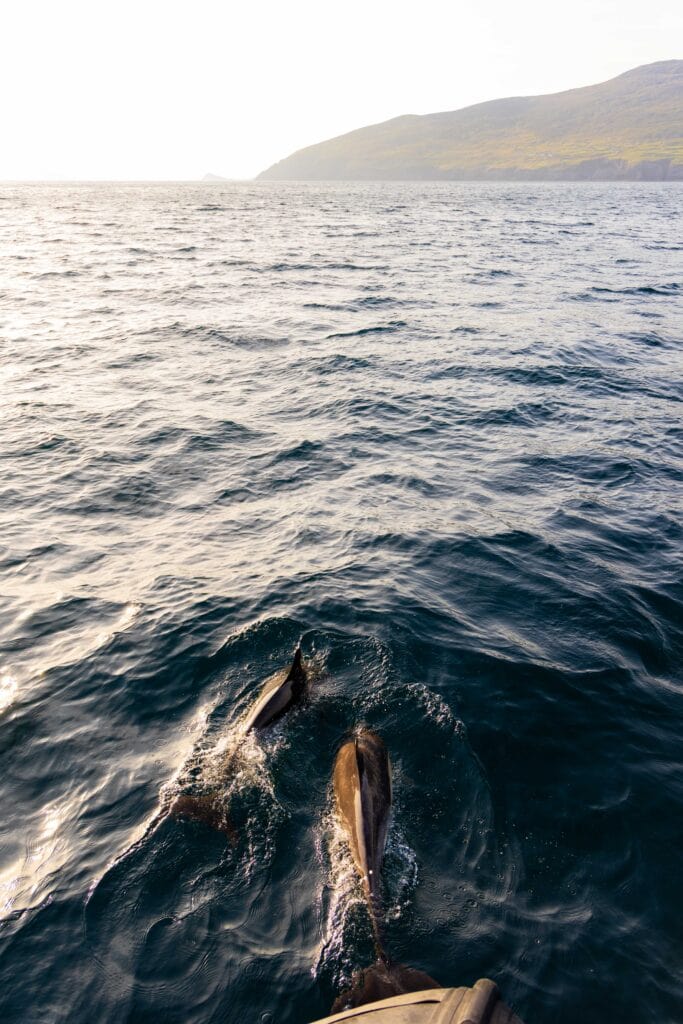 a dolphin swims in front of our tour boat during the sea safari from dingle