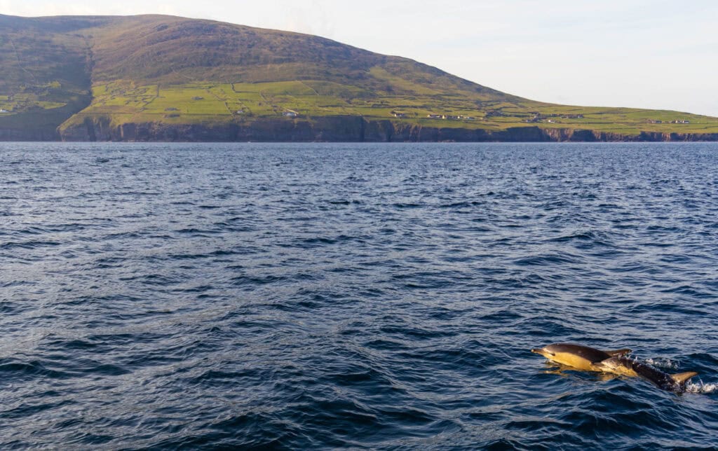 a dolphins swims in front of our boat with the dingle peninsula in the background