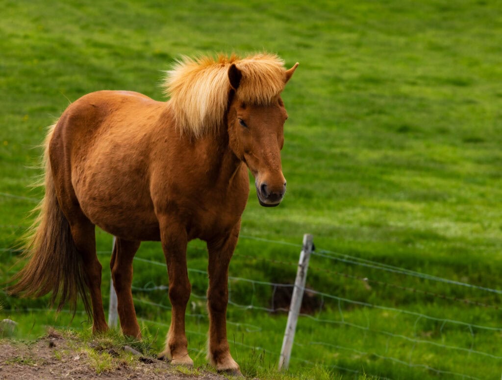 an icelandic horse as seen in iceland