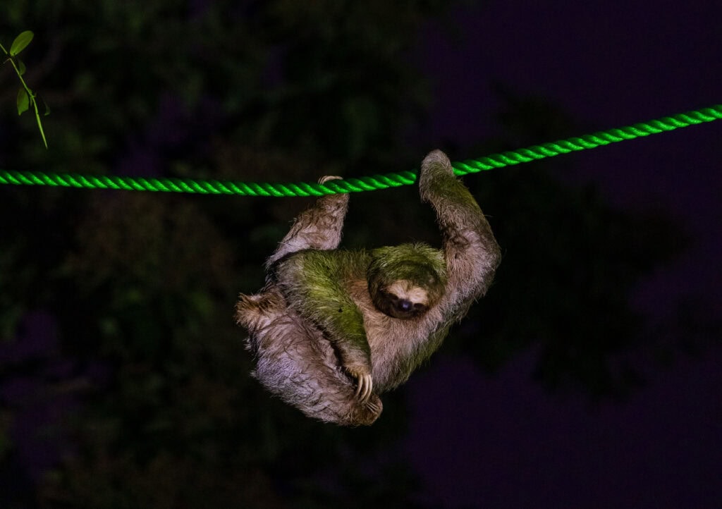 a sloth holds onto a rope high above the road
