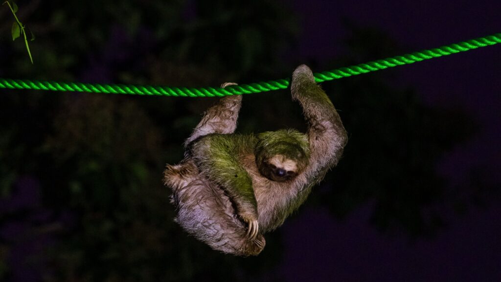 a sloth holds onto a rope high above the road