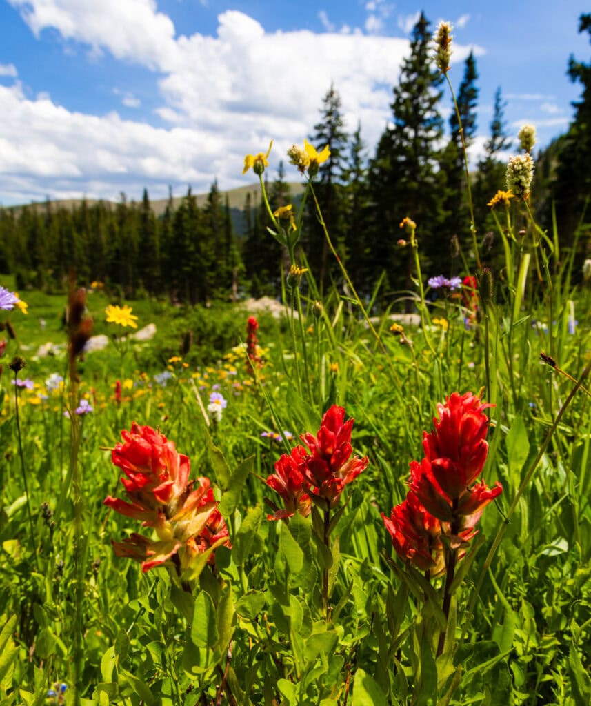 Red Indian paintbrush wildflowers in the foreground with evergreen forest behind