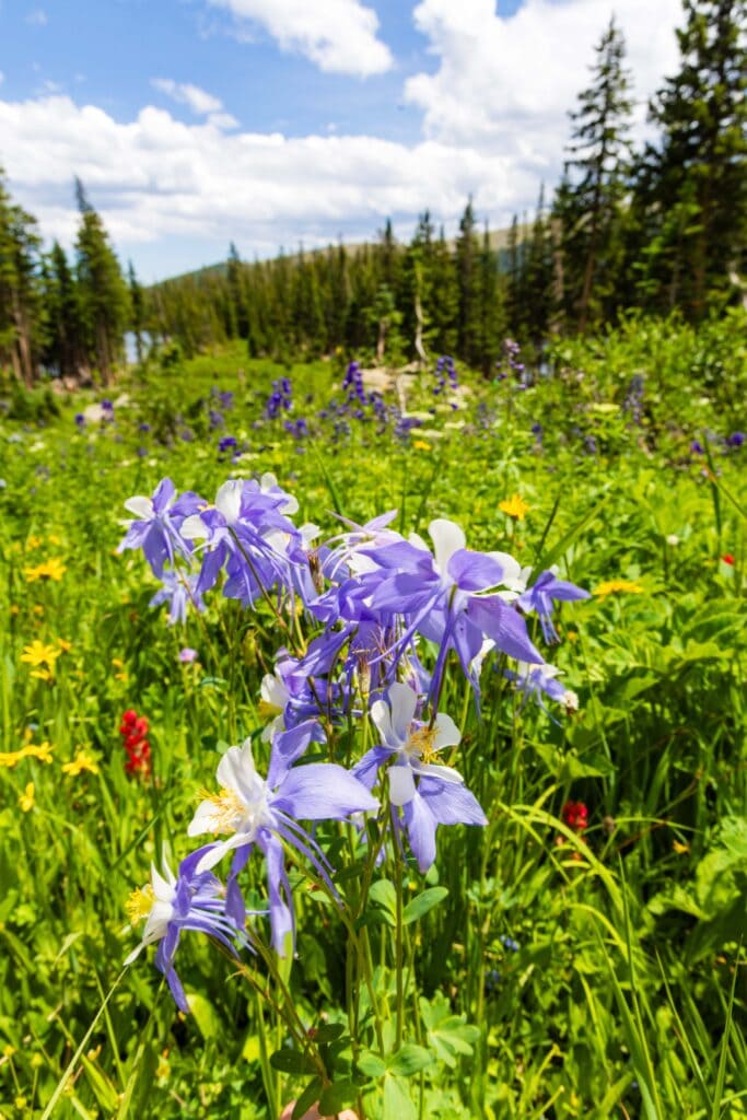 Vibrant alpine meadow with purple columbine and red Indian paintbrush wildflowers