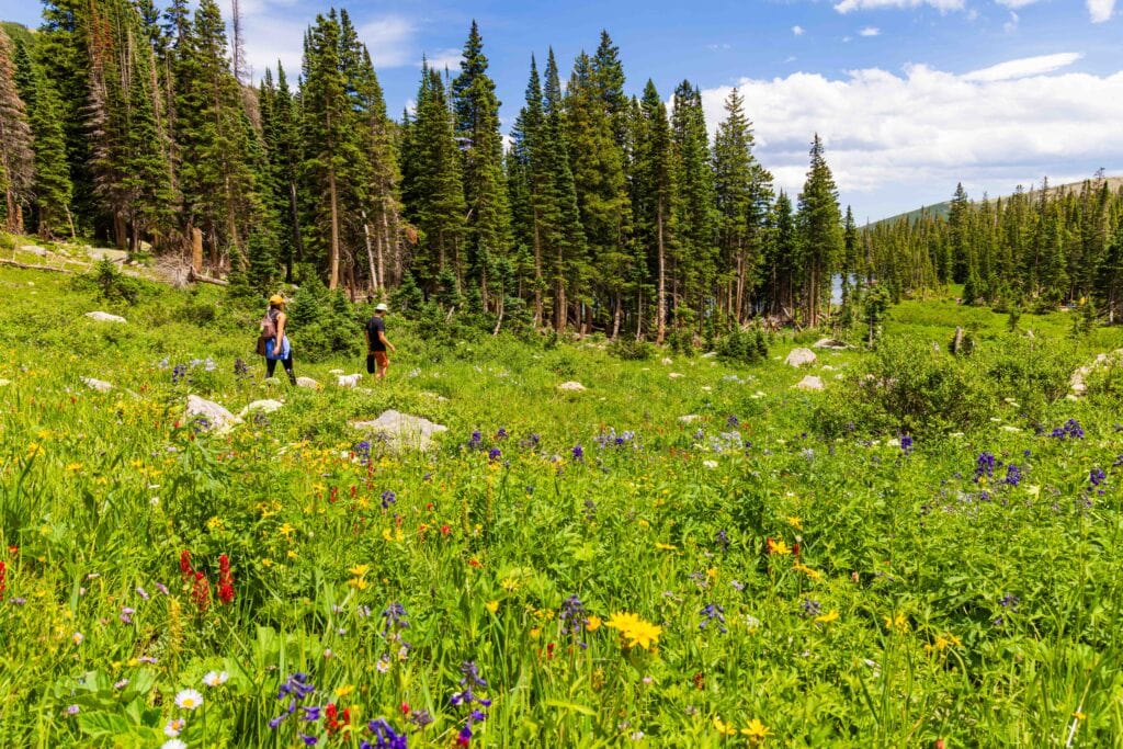 Lush green meadow with colorful wildflowers, pine trees, and partial cloud cover