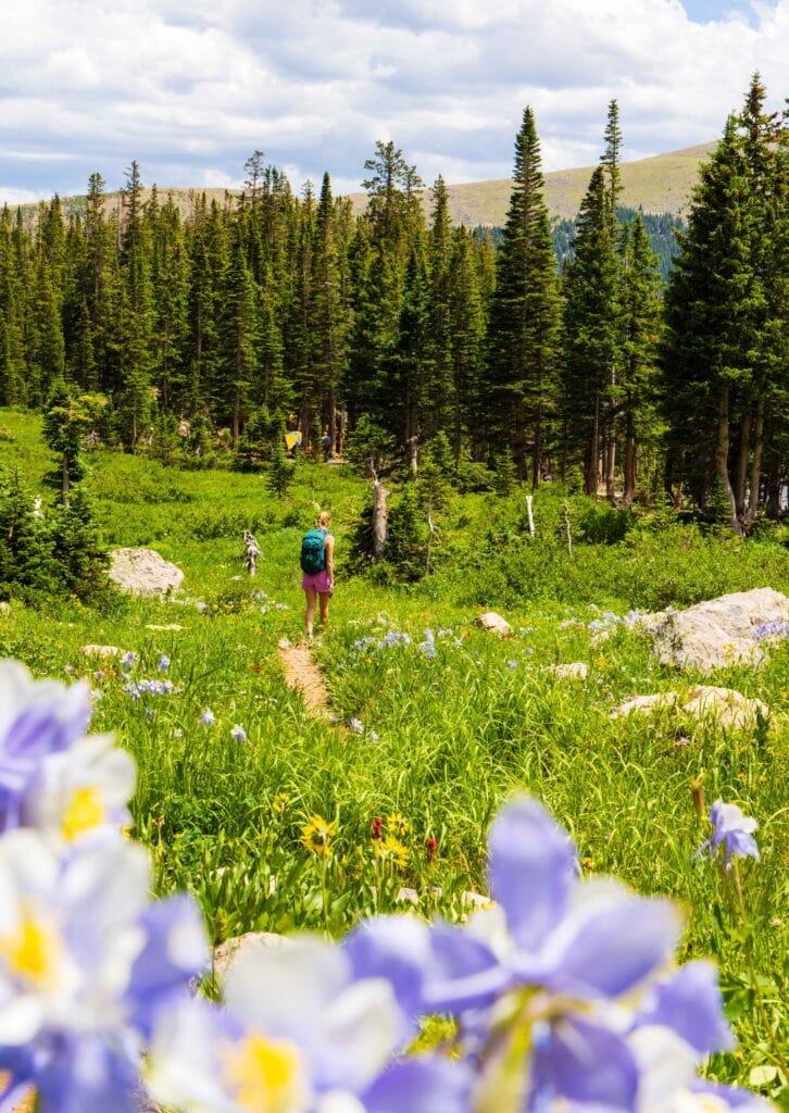 Field of yellow wildflowers with pine trees and a figure in the background