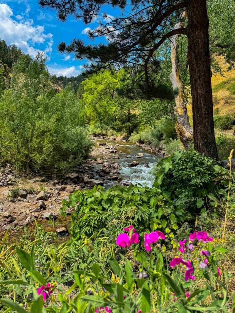 Wildflowers and a small stream flowing through a lush green mountain meadow