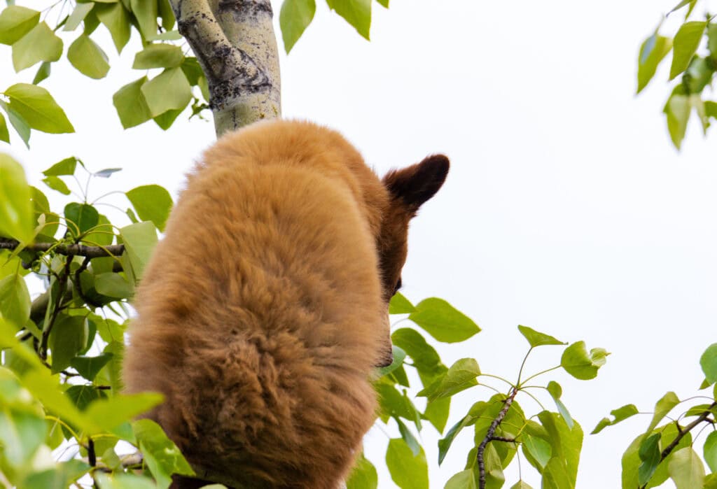 the back of a brown bear cub in canada climbing down a tree