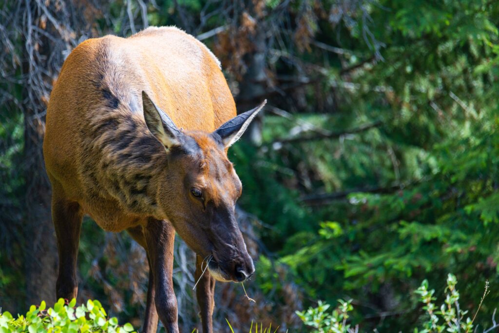 a deer eats alongside the road in canada