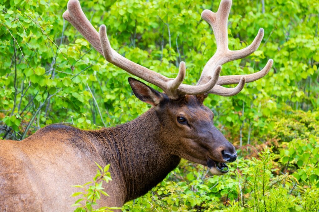 an elk with massive antlers in canada