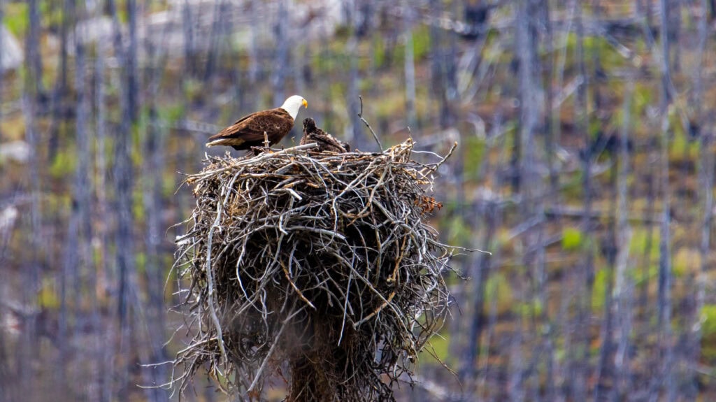 an adult bald eagle sits on a nest with younglings inside