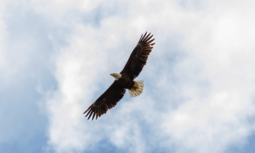 a bald eagle soars overhead with clouds around it