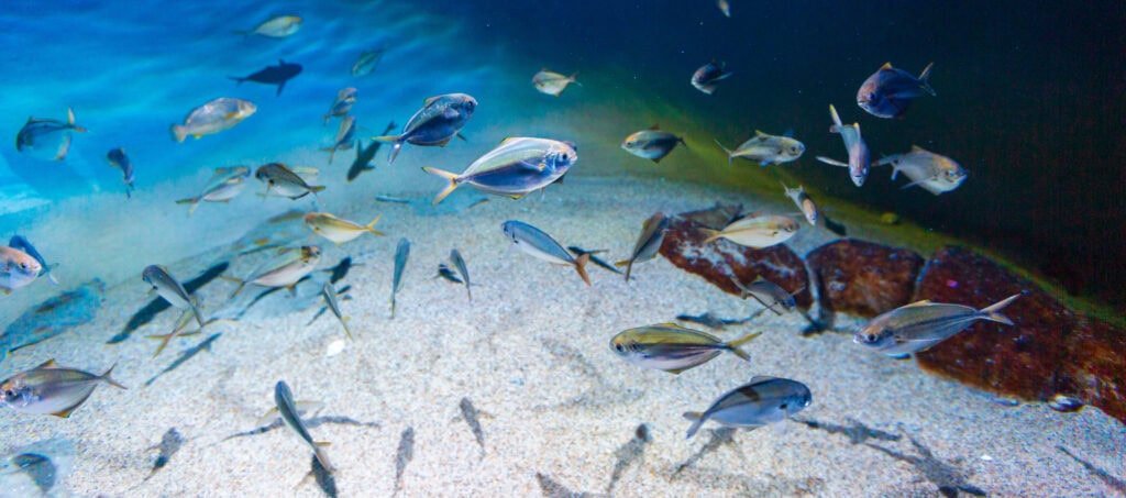A school of fish swimming in open blue water viewed from above in an aquarium