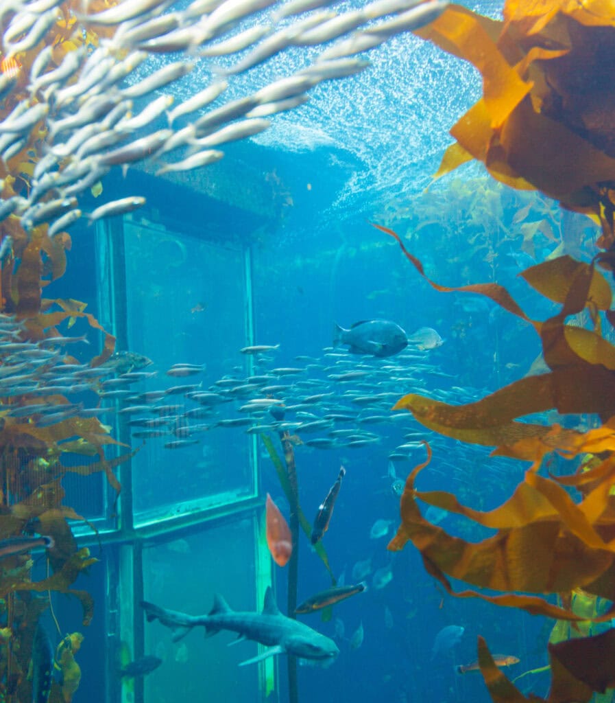 Sardines schooling in tight formation inside a large cylindrical aquarium tank