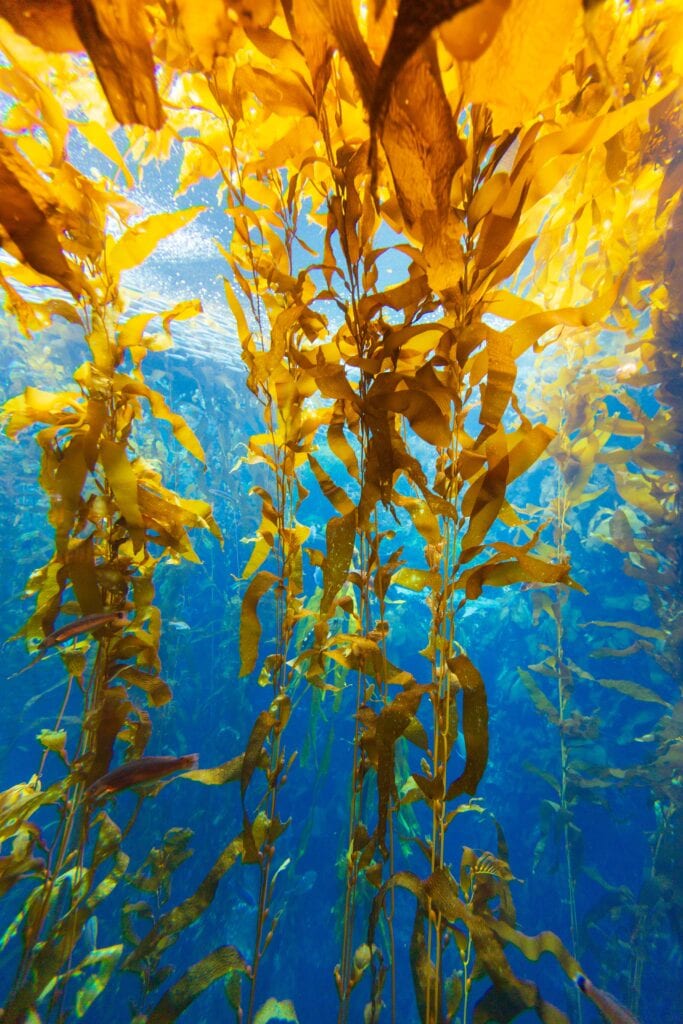 Looking up through towering golden kelp toward the surface in the aquarium's kelp forest tank