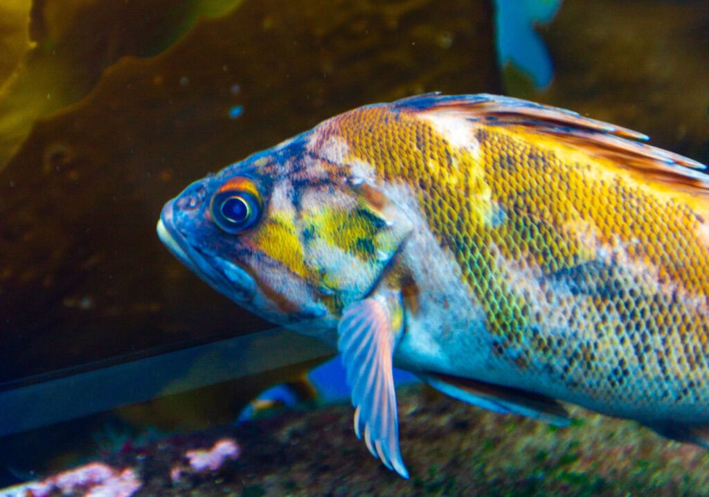 A silvery fish with yellow markings hovering mid-water in an aquarium exhibit