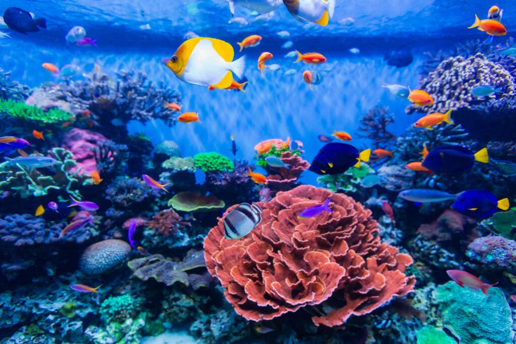 Tropical fish darting around vivid pink and purple coral in a reef tank