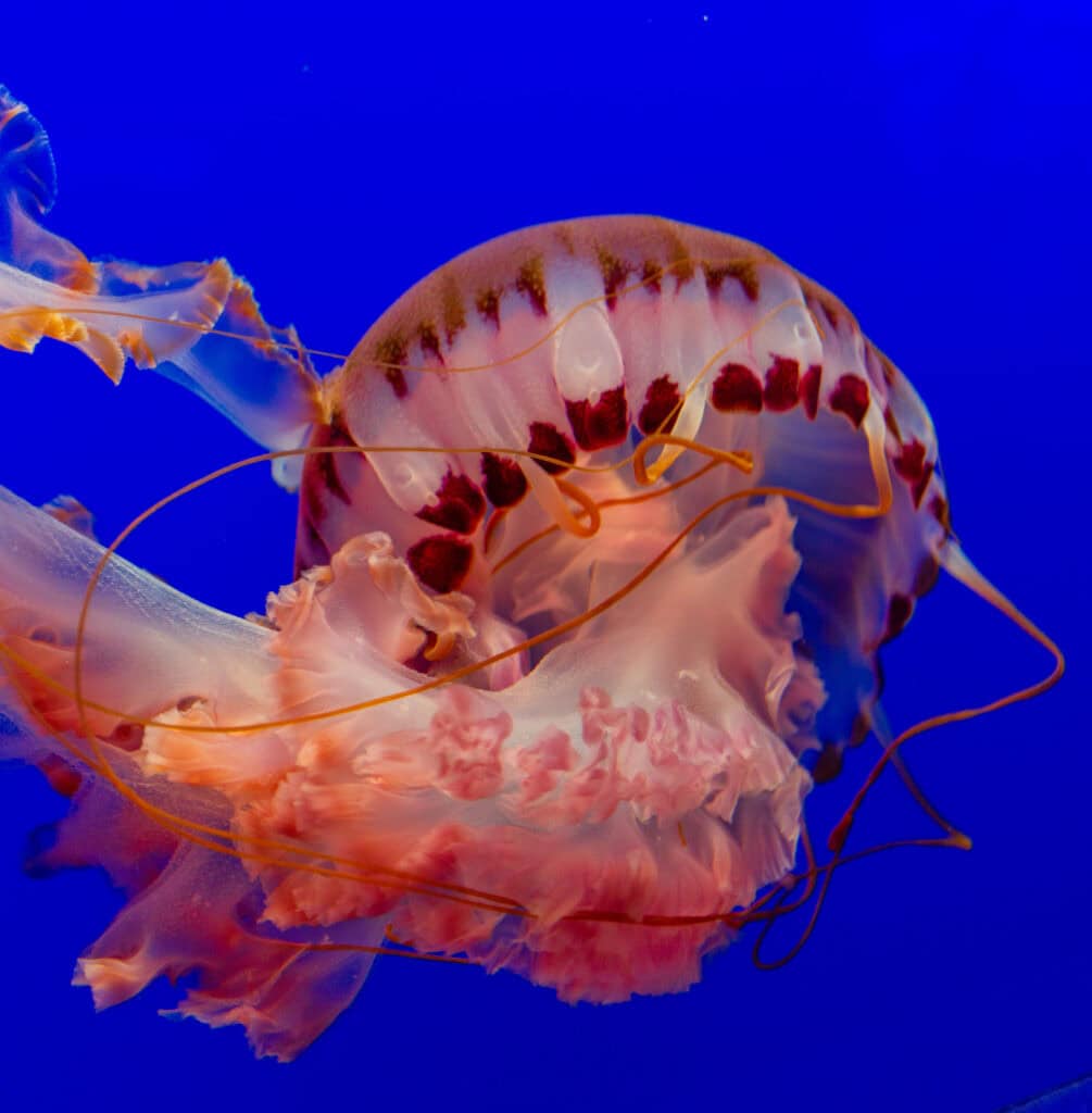 A reddish-brown jellyfish with intricate lace-like tentacles suspended in blue water