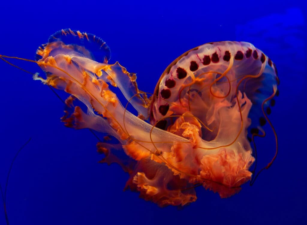 A large orange and brown jellyfish with dark spotted markings against a blue aquarium background