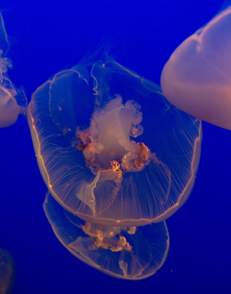 A nearly transparent moon jellyfish with delicate pink rings visible through its bell