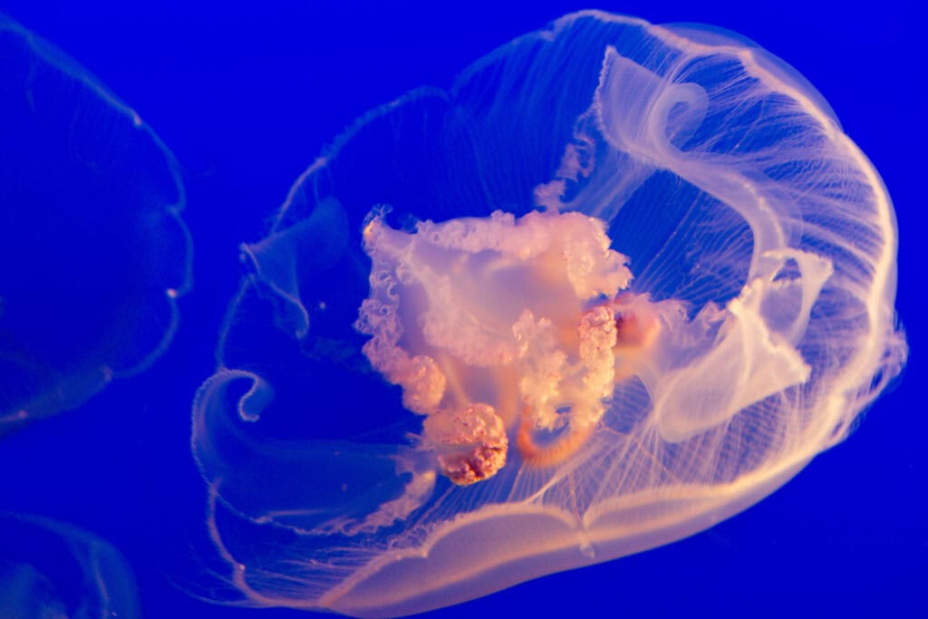 A translucent white jellyfish drifting in glowing blue water