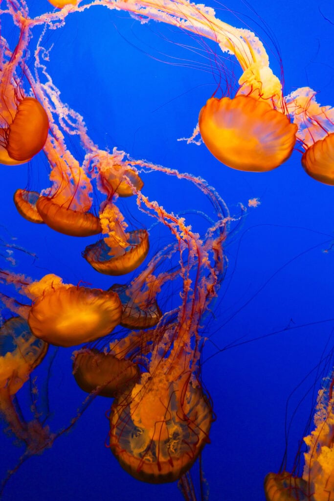 Two Pacific sea nettle jellyfish floating against a vivid blue aquarium backdrop