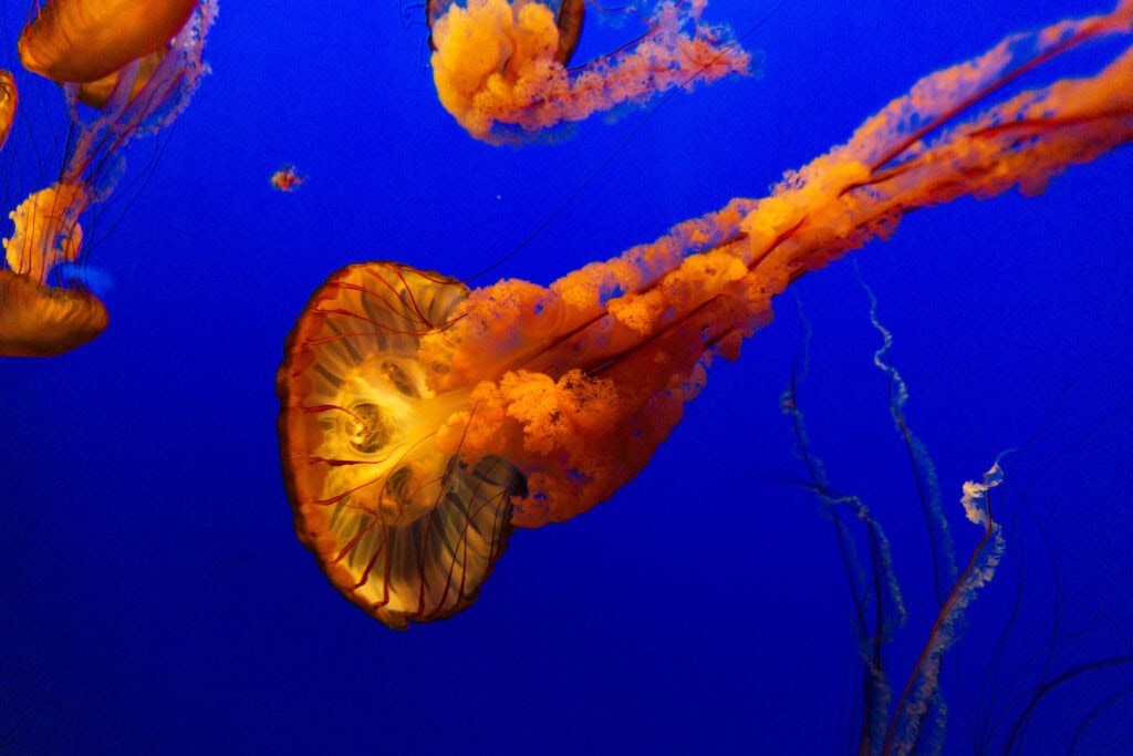 A golden sea nettle jellyfish trailing long tentacles against a deep blue background