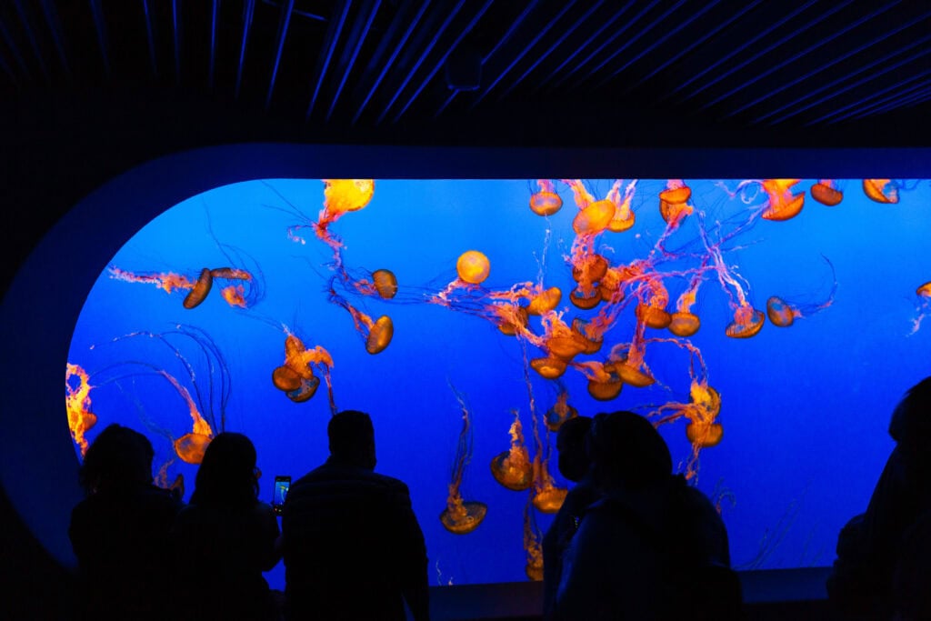 Visitors silhouetted against a towering jellyfish tank glowing blue at the Monterey Bay Aquarium