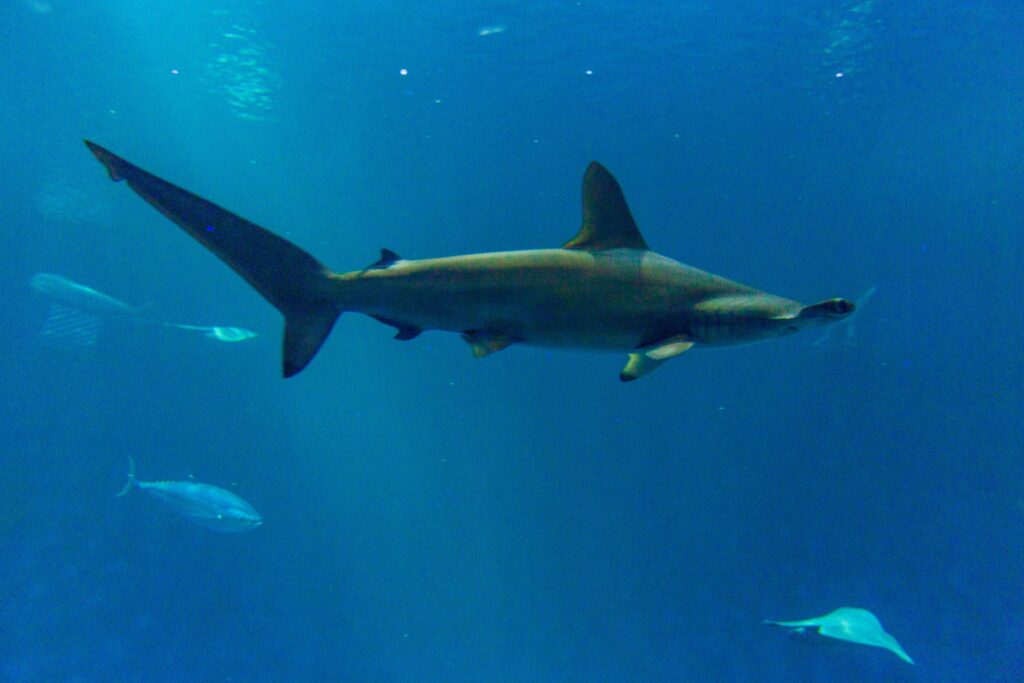 A large shark gliding through deep blue water at the Monterey Bay Aquarium