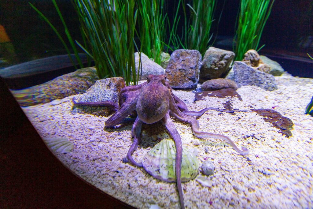 A purple octopus resting on rocks among green sea grass in an aquarium exhibit