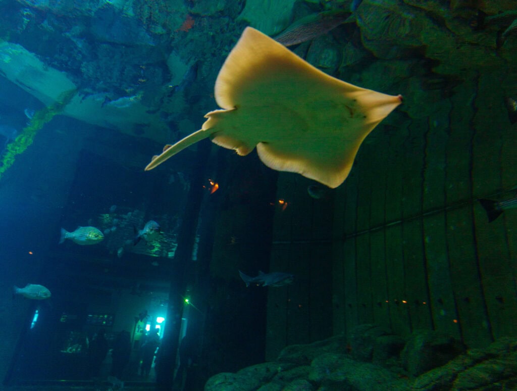 A ray gliding through deep blue-green water at the Monterey Bay Aquarium