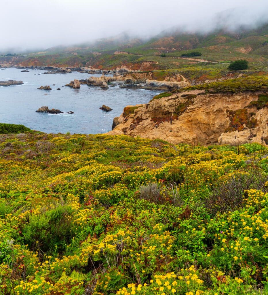 Yellow wildflowers blanketing a hillside above a rocky Big Sur bay