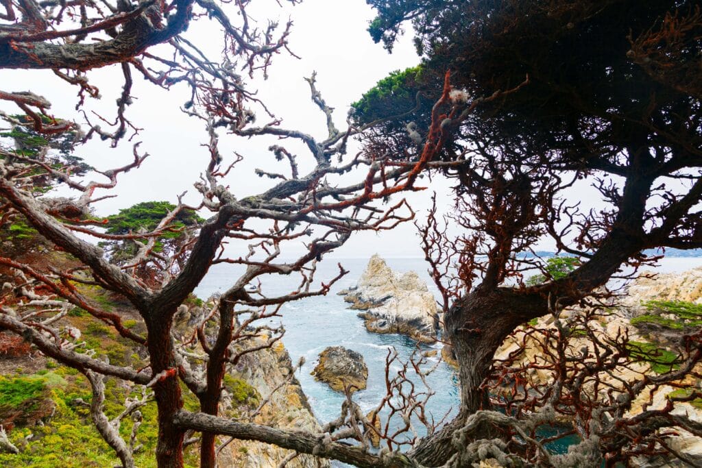 Twisted bare tree branches framing a dramatic coastal headland