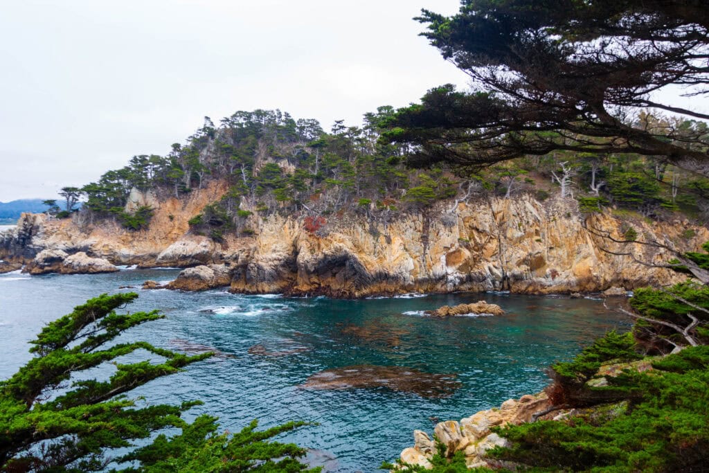 Monterey cypress grove along a misty coastal bluff