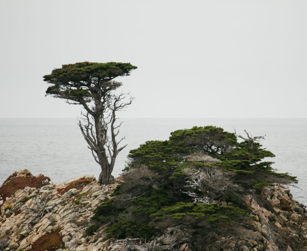 A solitary Monterey cypress silhouetted against a moody coastal sky
